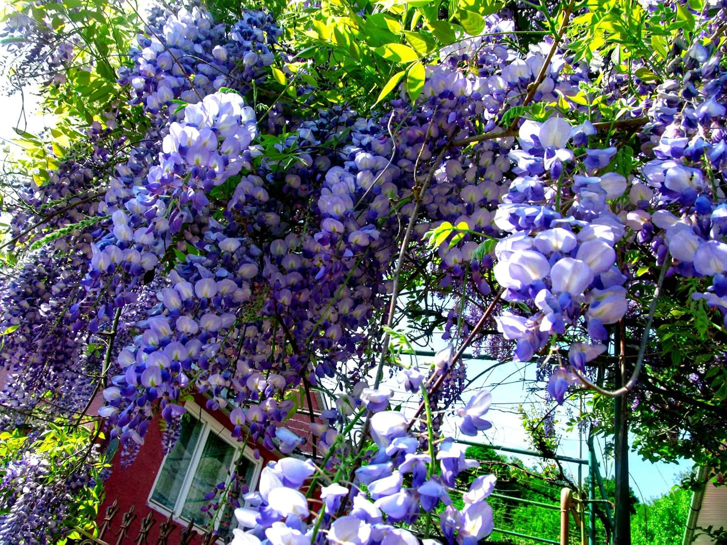 10 Seeds American Wisteria Seeds