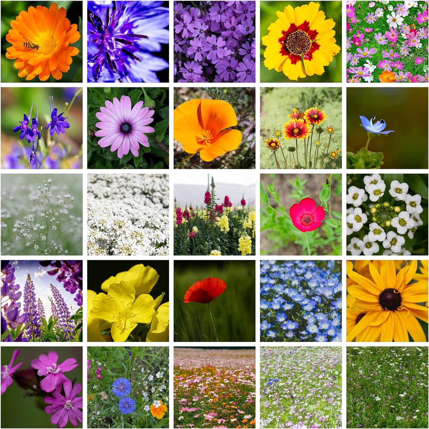 1000 Seeds Premium Wildflower Mix