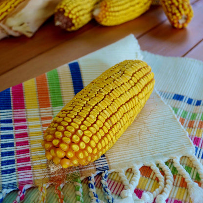 40 Seeds Yellow Dent Corn GMO-Free Seeds