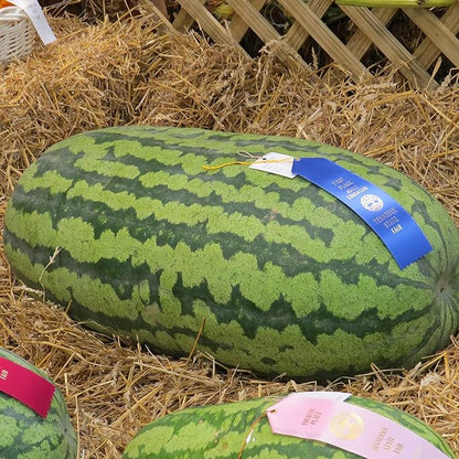 10 Seeds Largest Carolina Cross Watermelon Seed