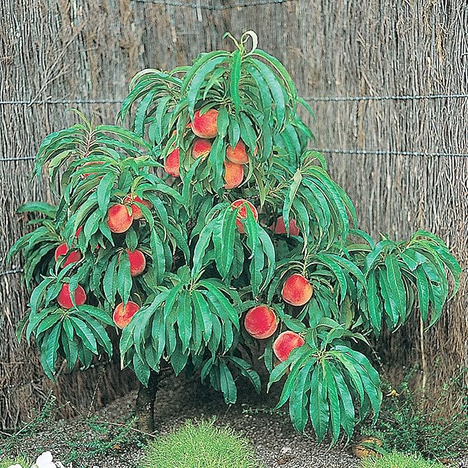 10 Seeds Dwarf Peach Tree Seeds