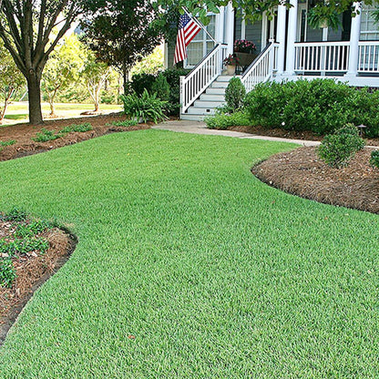 Zoysia Grass Seeds,Warm-Season Grass Dense