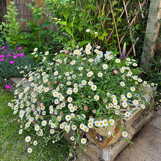 100 Seeds Erigeron Karvinskianus Seeds