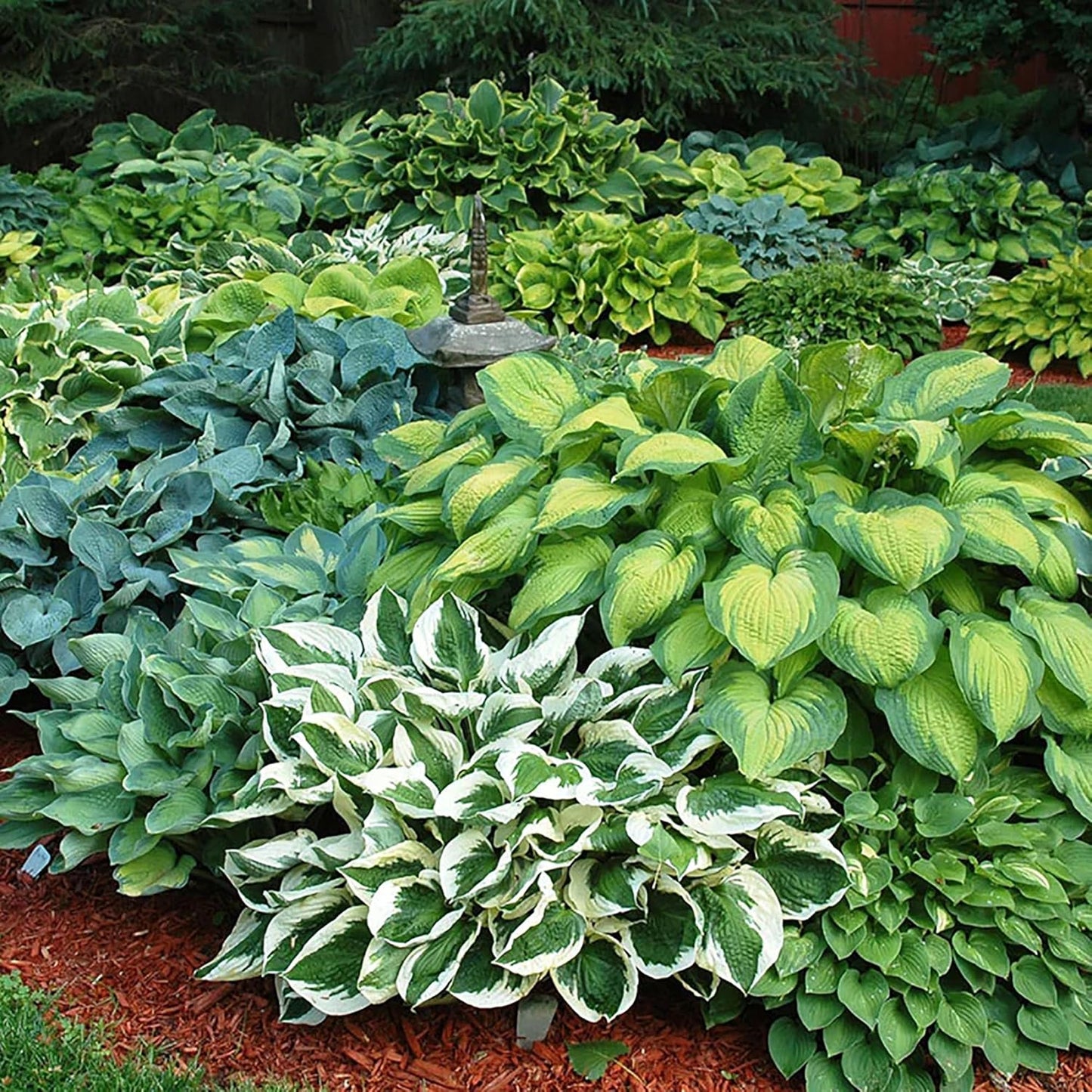 200 Seeds Purple Hosta Seeds Mixed