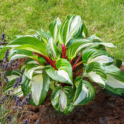 200 Seeds Purple Hosta Seeds Mixed