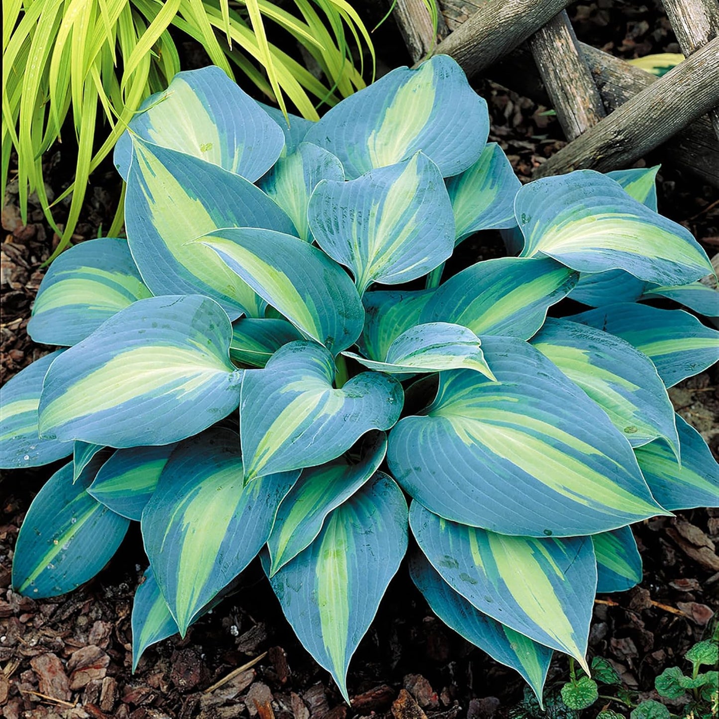 200 Seeds Purple Hosta Seeds Mixed