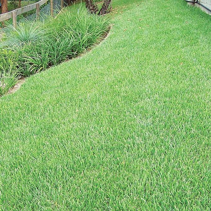 56g Seed Zoysia 'Emerald' All Season Ornamental Grass Seed