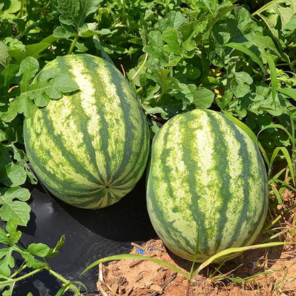 50 Seeds Green Watermelon Fruit Seed