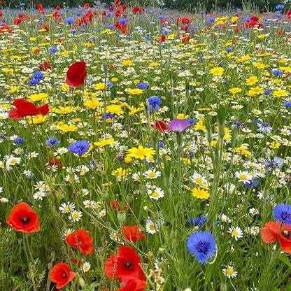 1 Once Seeds Ireland Wildflowers Mix Colorful Flowers Seeds Mix