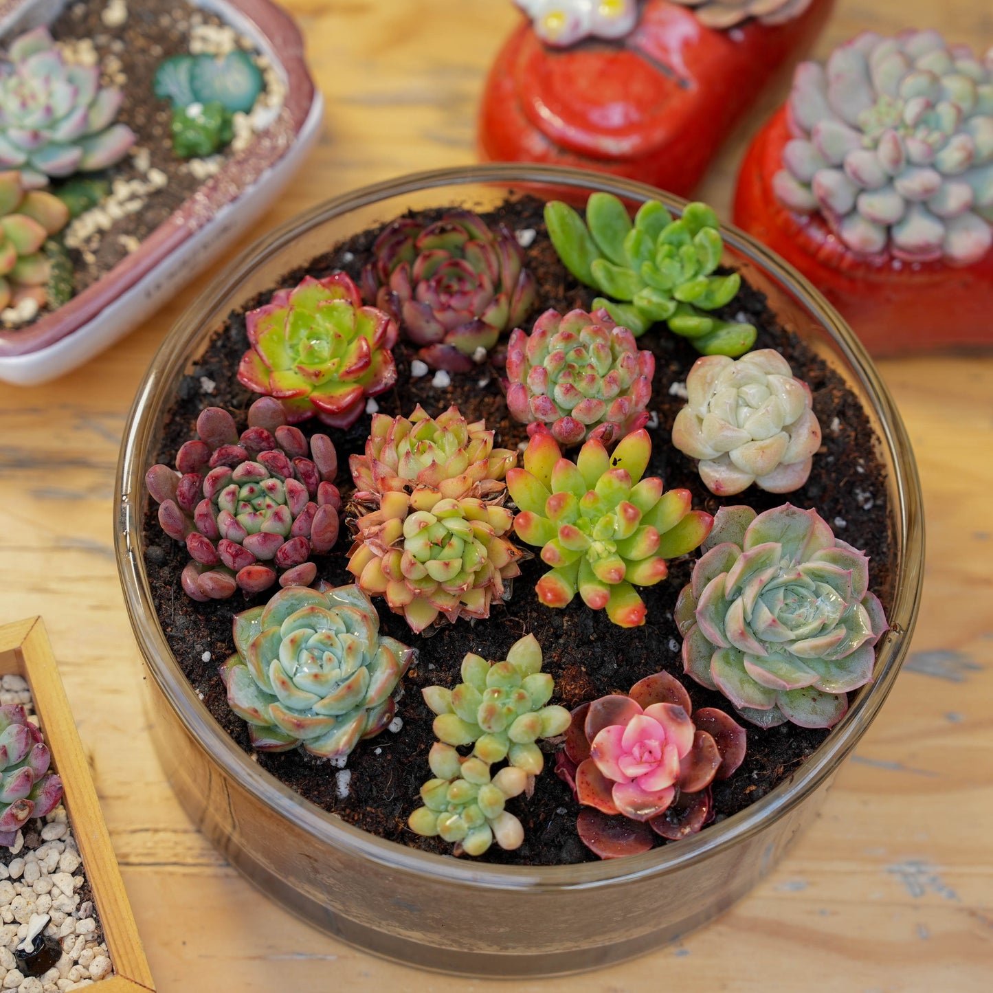 【Free Gifts】Premium Live 5cm Succulent