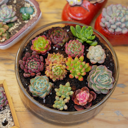 【Free Gifts】Premium Live 5cm Succulent