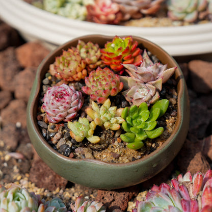 【Free Gifts】Premium Live 5cm Succulent