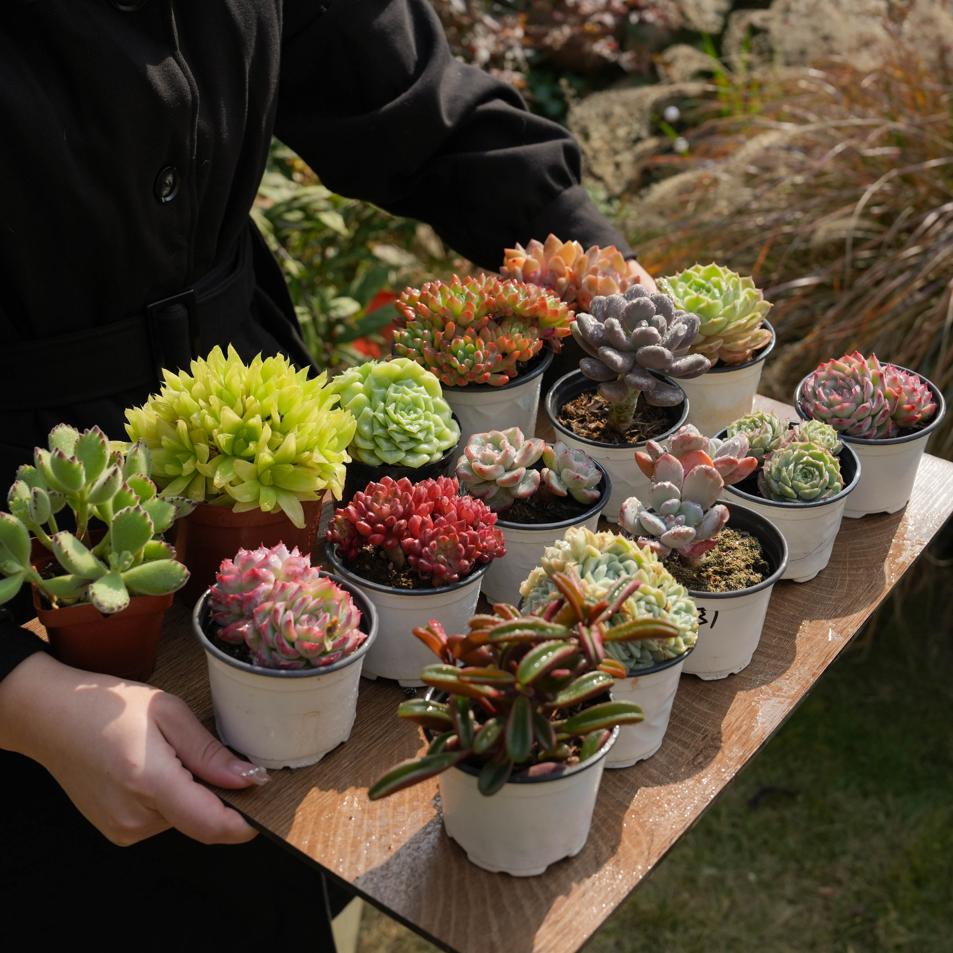 【Free Gifts】Premium Live 7cm-9cm Succulent