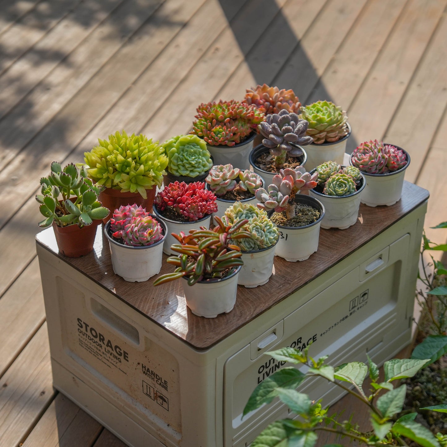 【Free Gifts】Premium Live 7cm-9cm Succulent