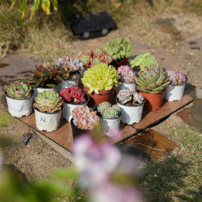 【Free Gifts】Premium Live 7cm-9cm Succulent