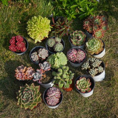 【Free Gifts】Premium Live 7cm-9cm Succulent