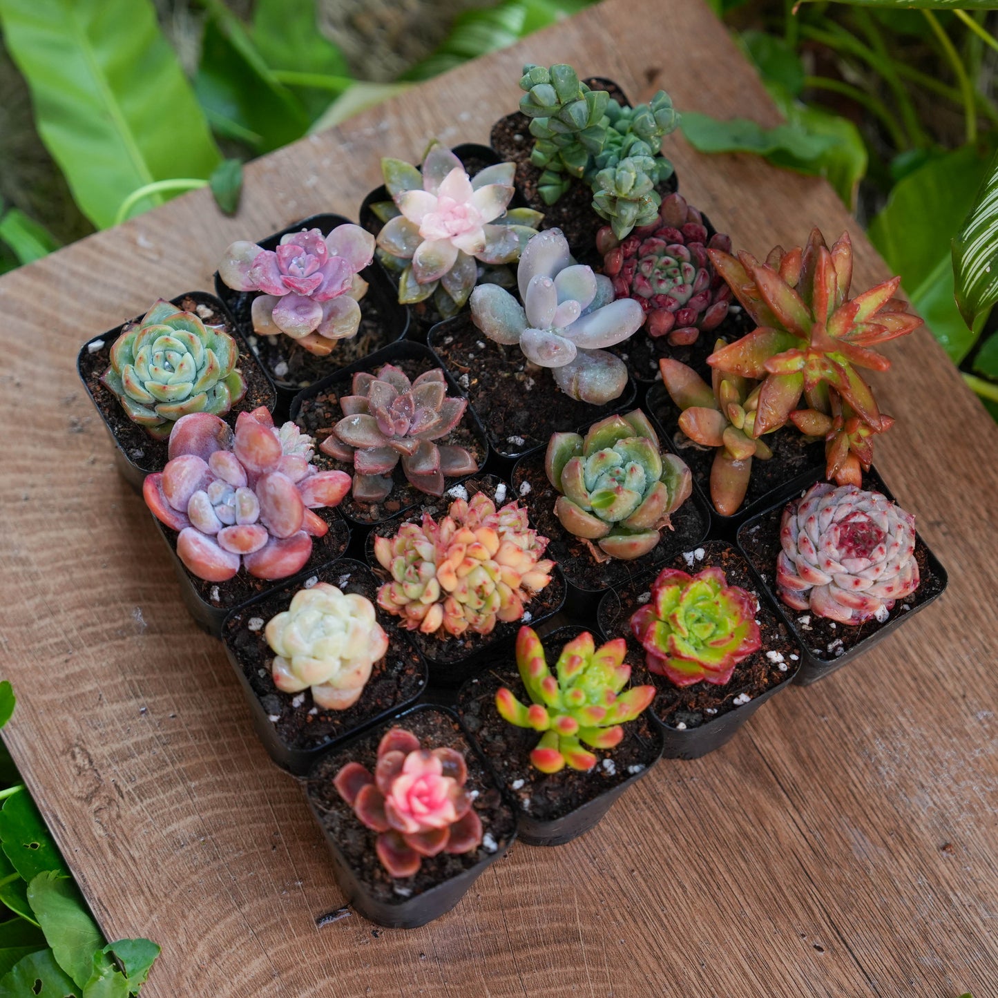 【Free Gifts】Premium Live 5cm Succulent