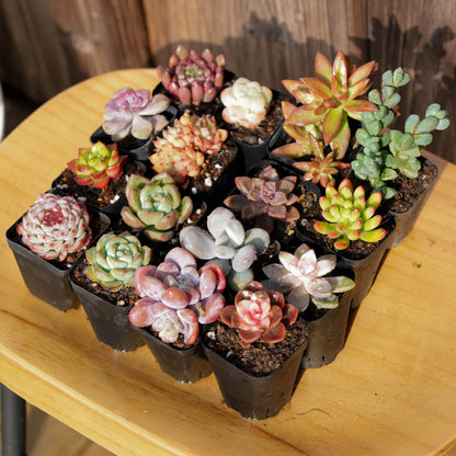 【Free Gifts】Premium Live 5cm Succulent