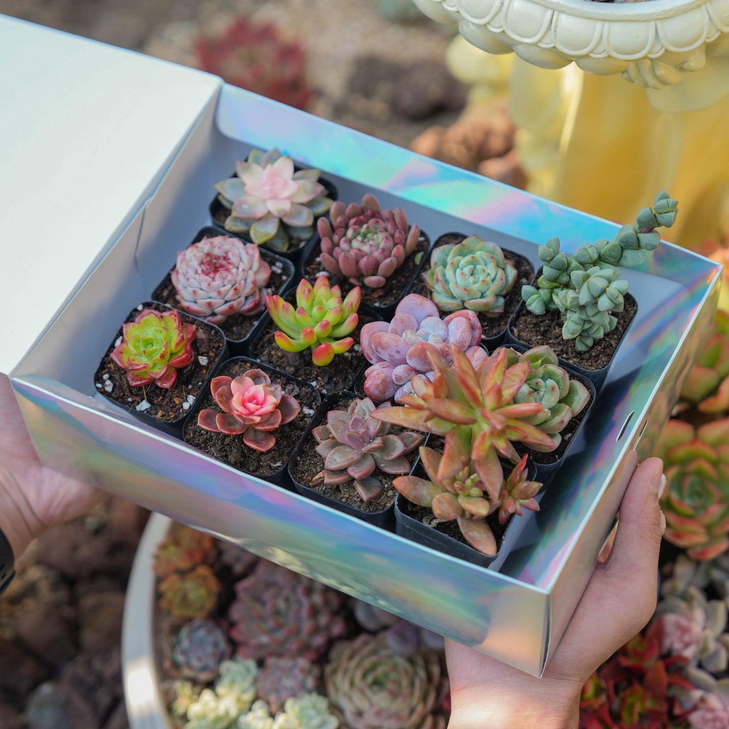 【Free Gifts】Premium Live 5cm Succulent