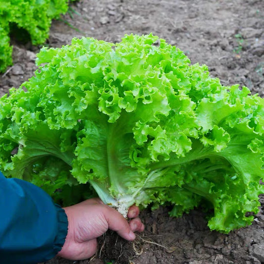 Buttercrunch Lettuce Seeds