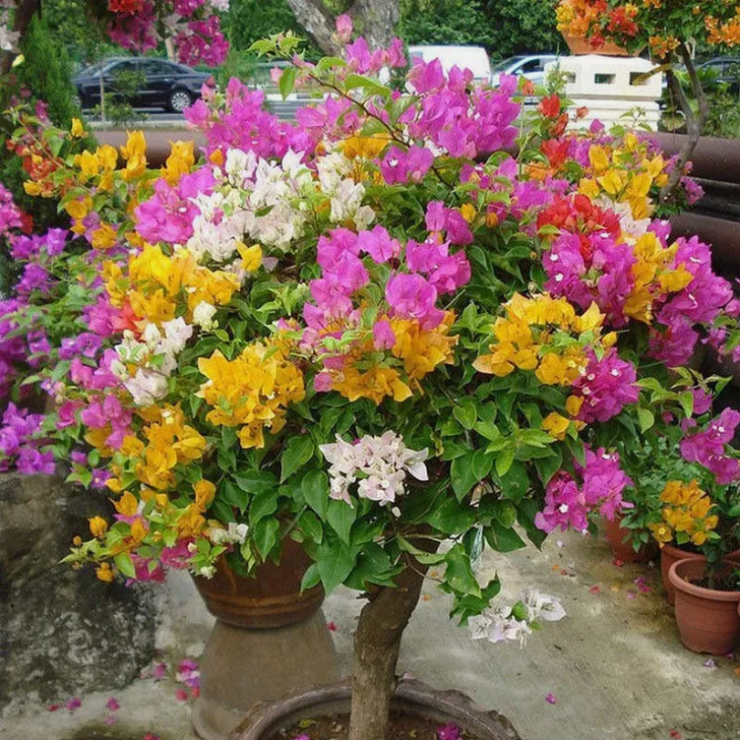 50 Seeds Mixed Bougainvillea Flower Seeds