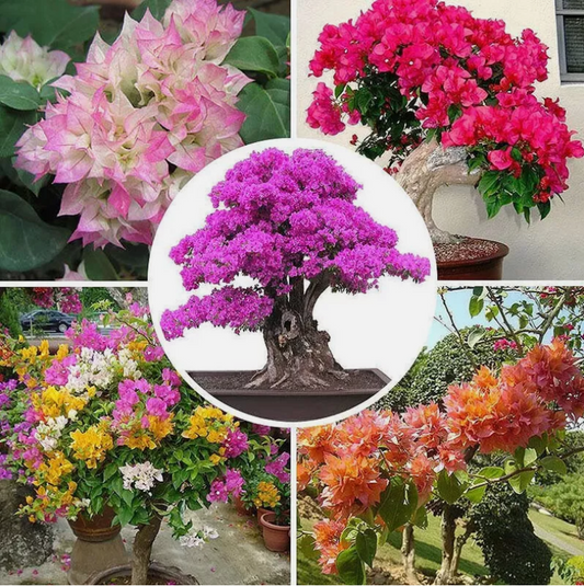 50 Seeds Mixed Bougainvillea Flower Seeds