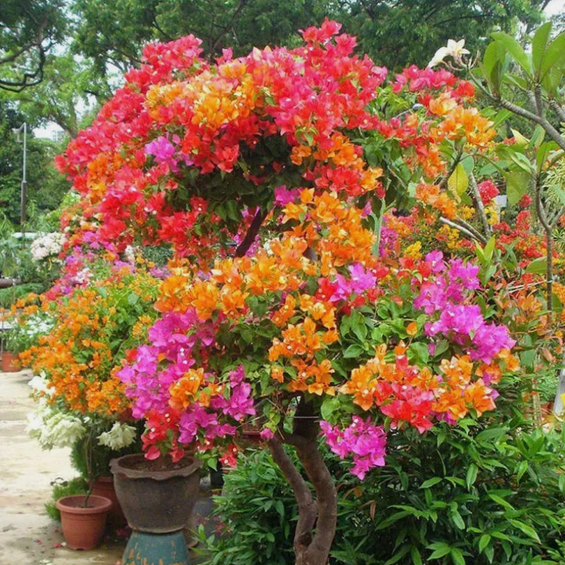 50 Seeds Mixed Bougainvillea Flower Seeds