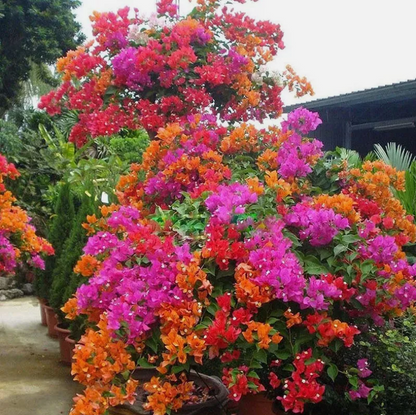 50 Seeds Mixed Bougainvillea Flower Seeds