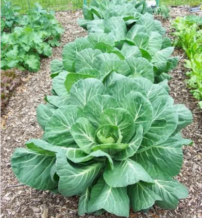 500 Seeds GMO-Free Kale Seeds