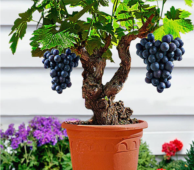 15 Seeds Miniature Grape Vine  GMO-free Seeds