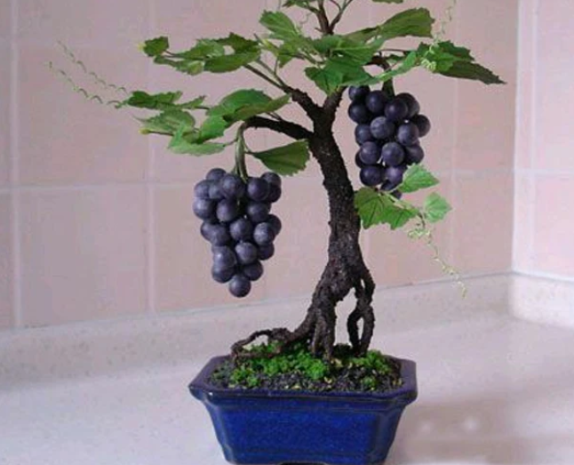 15 Seeds Miniature Grape Vine  GMO-free Seeds