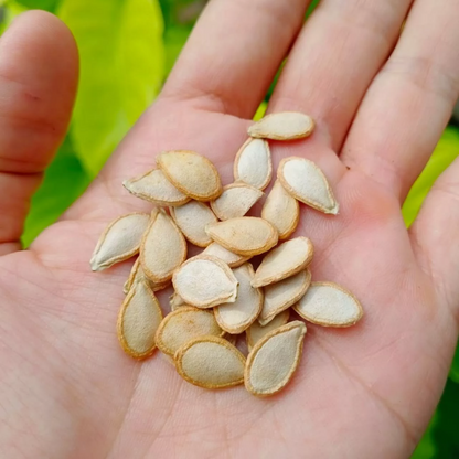 10 Seeds Pumpkin Non-GMO Seeds