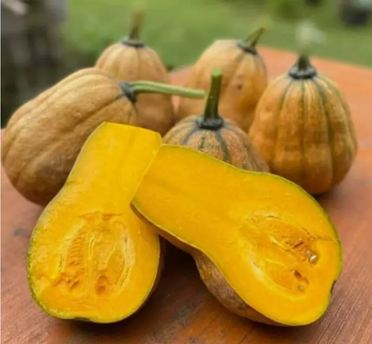 10 Seeds Pumpkin Non-GMO Seeds