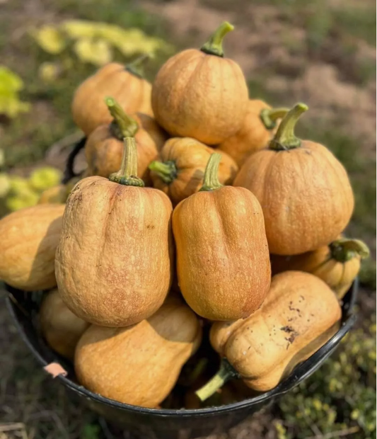 10 Seeds Pumpkin Non-GMO Seeds